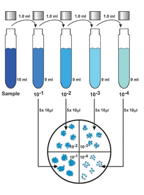 drop-test experiments dilution|dilution plate count examples.